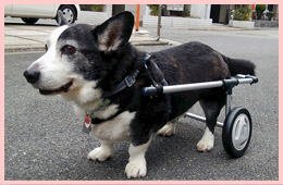 yama92 コーギー専用犬用車椅子 日本製 楽天市場】犬用車椅子 車いす