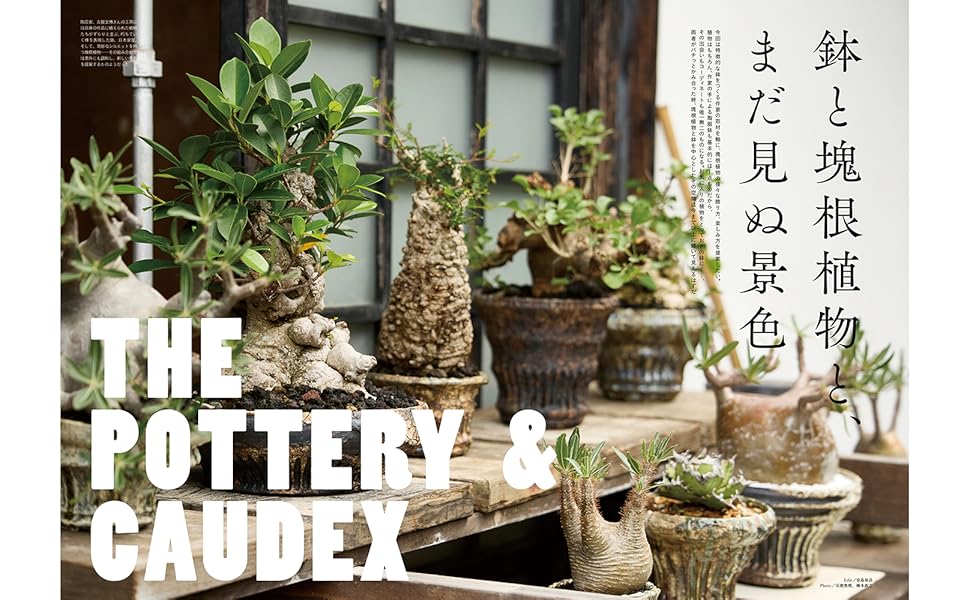 INDOOR JUNGLE （インドアジャングル）07 鉢と塊根植物と、まだ見ぬ