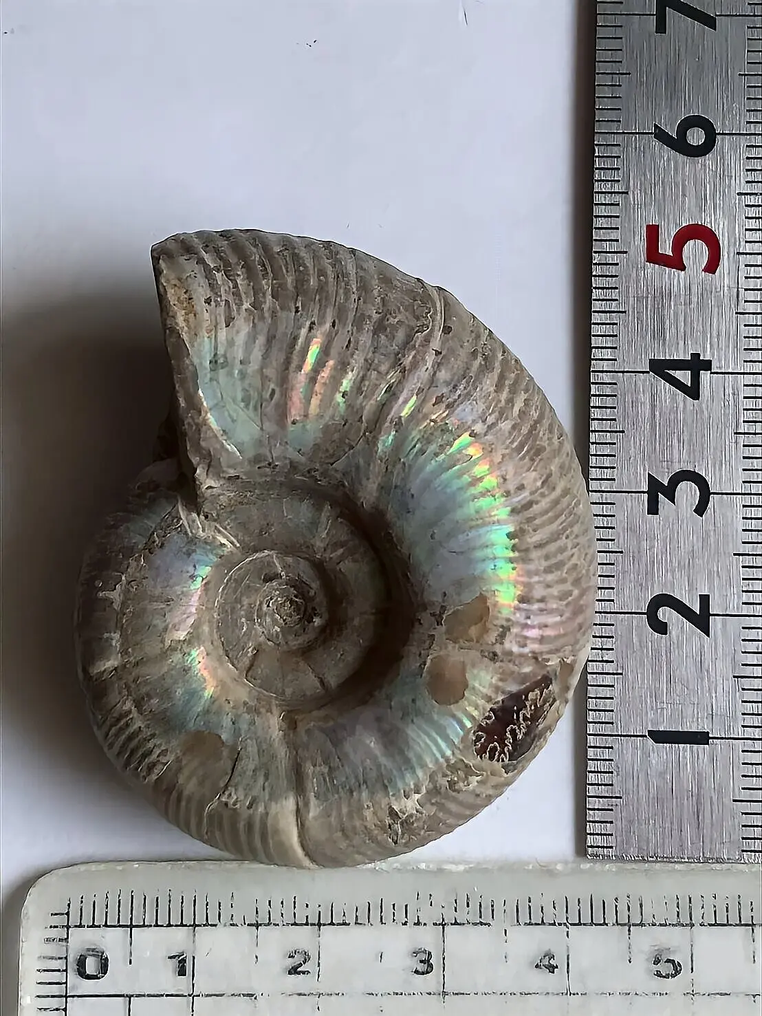 マダガスカル産直輸入 アンモナイト化石 プゾシア遊色青ピンク稀少個体