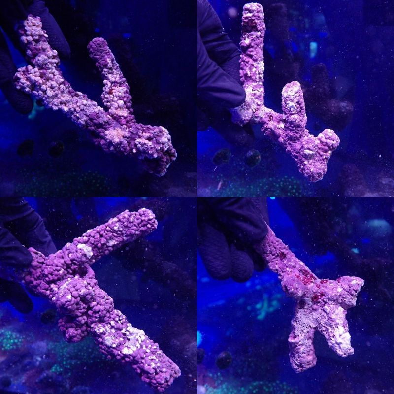 人工ライブロック | Aquarium TALLMAN