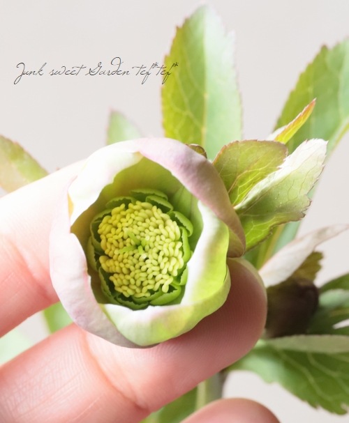 大和園】 クリスマスローズ 『小輪アンティークグリーンカップ咲き