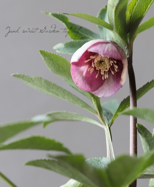 クリスマスローズ 『ピンクセミダブルスポットカップ咲き』【No.A