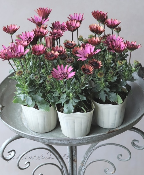 オステオスペルマム ピンクテディシリーズ 『サンライズグロー