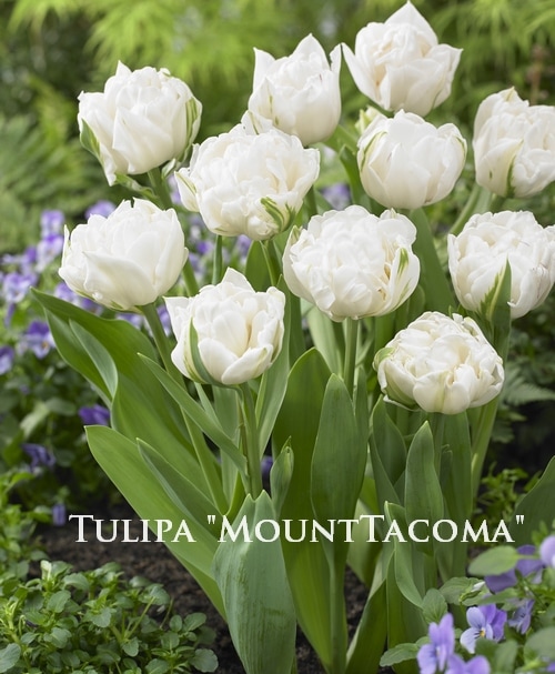 球根】 八重咲きチューリップ 『マウントタコマ』 | 球根 | | Junk