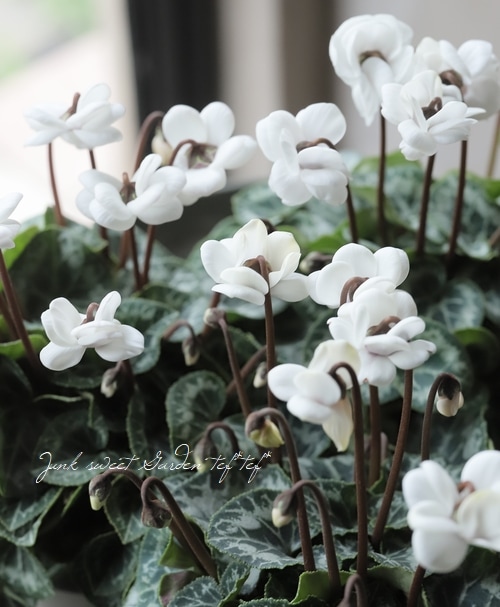 ミニシクラメン・フェアリーピコ 『ポーラー』 | すべての商品