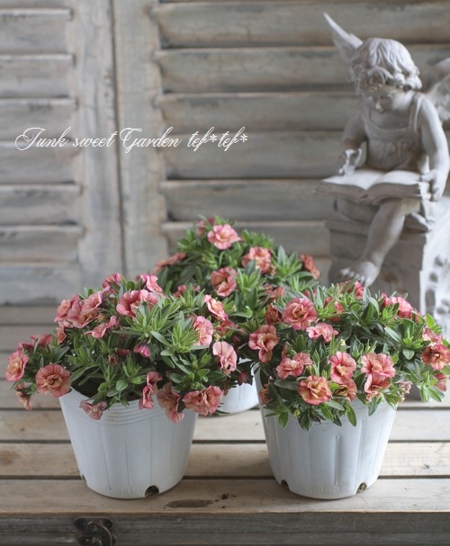 八重咲き！カリブラコア スイートクリンゲル 『ピーチ』 | すべての