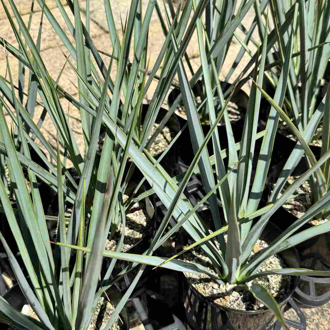 おしゃれ 観葉植物 苗：ユッカ リギダ*5号 Yucca rigida | 観葉植物