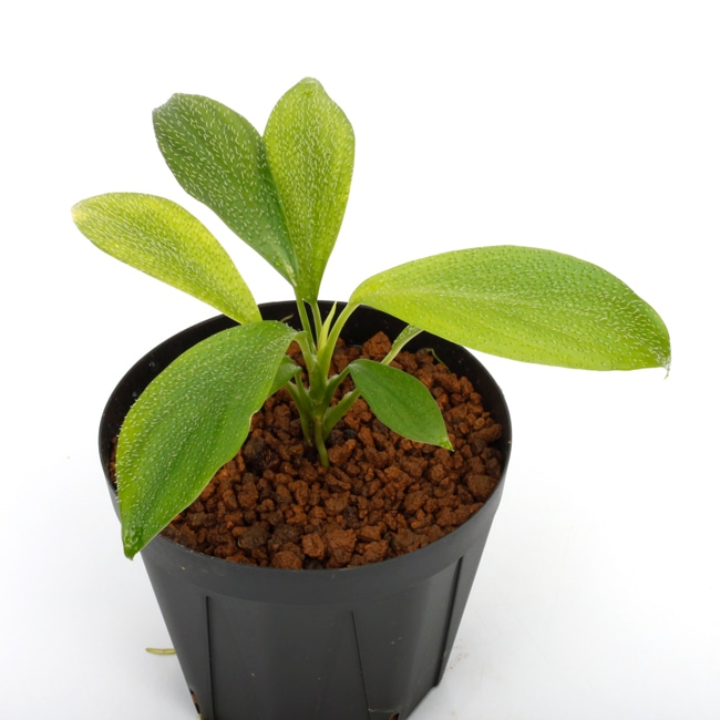 Homalomena hasei “狐尾” / Aceh, Sumatera 【 LA0616-04