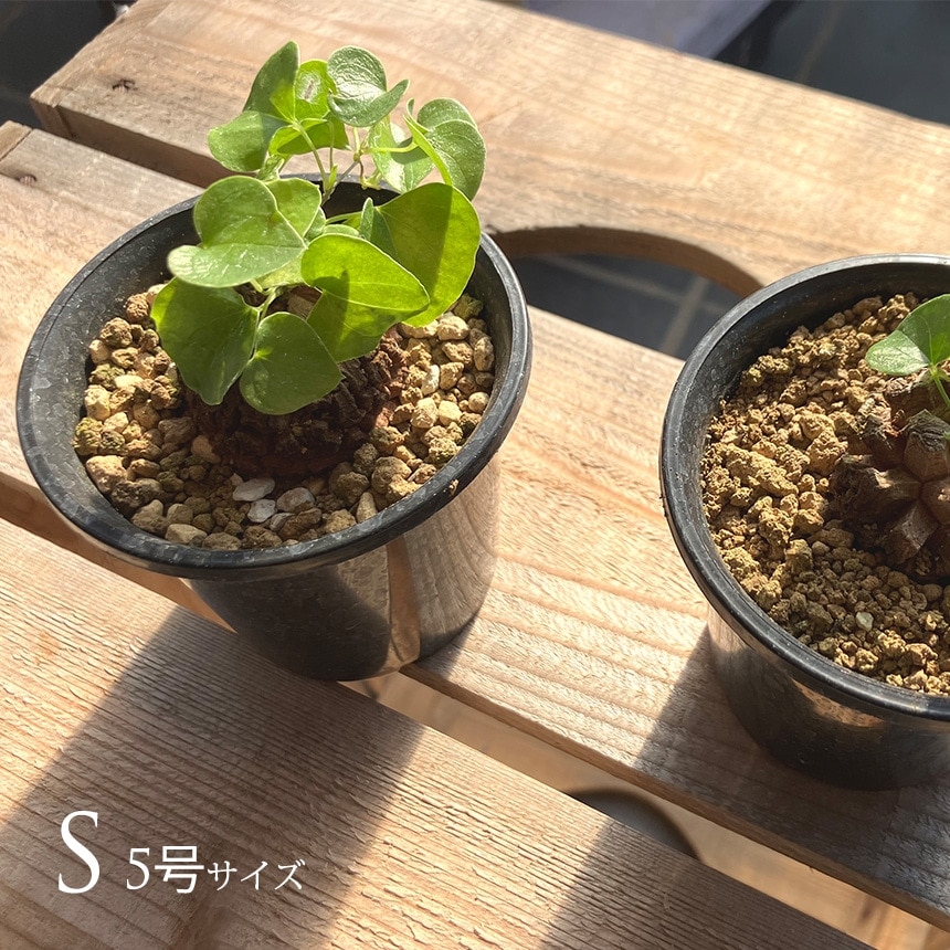 塊根植物 アフリカキッコウリュウ S 5号サイズ コーデックス 珍しい