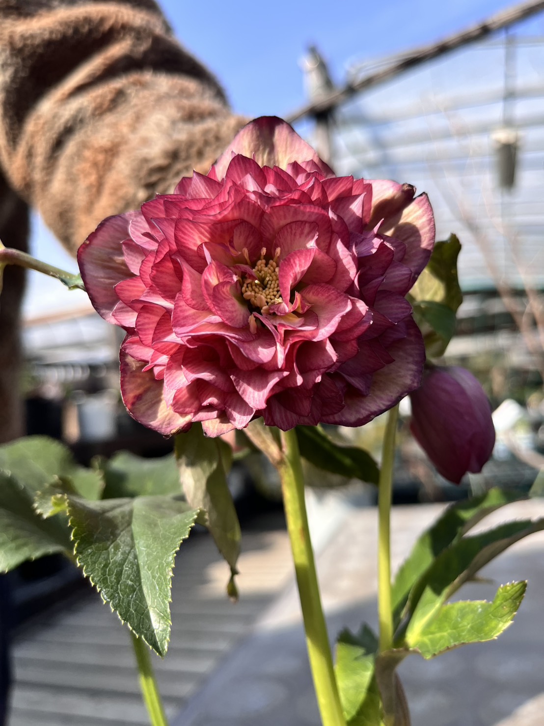 多弁ダブル4寸【杉光園芸クリスマスローズ】⑩|ガーデンガーデン|花苗