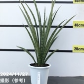 限定3鉢】サンスベリア 7号 ゼラニカハイブリッド｜観葉02-D2 | 観葉