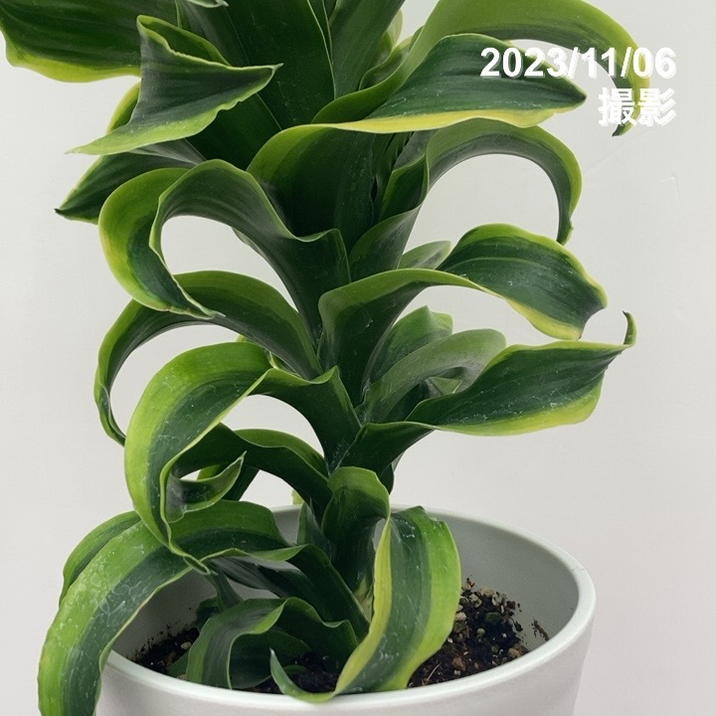 ドラセナ トルネード 6号 斑入り｜観葉10-TU | 観葉・多肉 | 赤塚