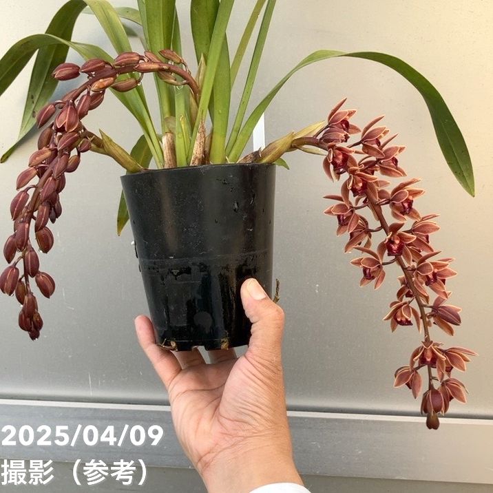 花芽2個＞フォアゴットンフルーツ 4号｜ミツバチ蘭｜洋蘭10-TU | 草花