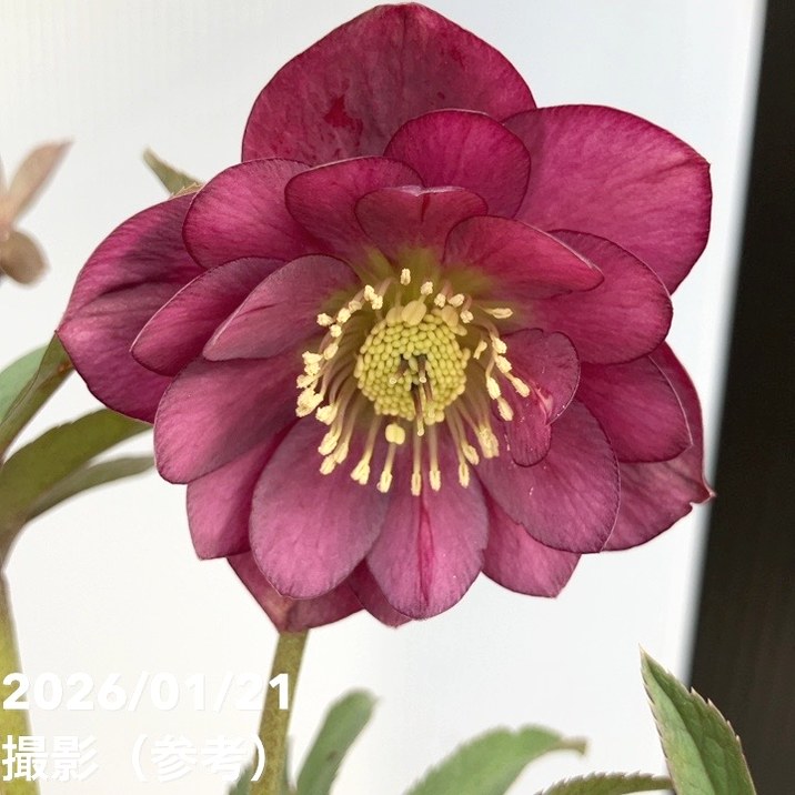 一点物】加藤農園 クリスマスローズ フレグランスクリスマスローズ 4.5