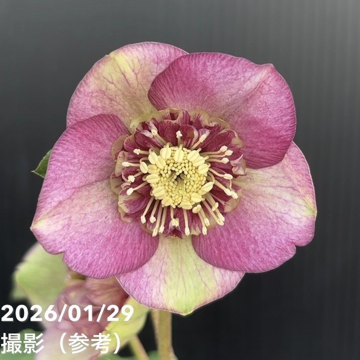 一点物】加藤農園 クリスマスローズ アンティークモーリー 4.5号（KT90