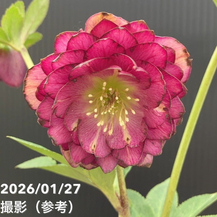 クリスマスローズ 認定グロッシー紅白 加藤農園 クリスマスローズ 最新