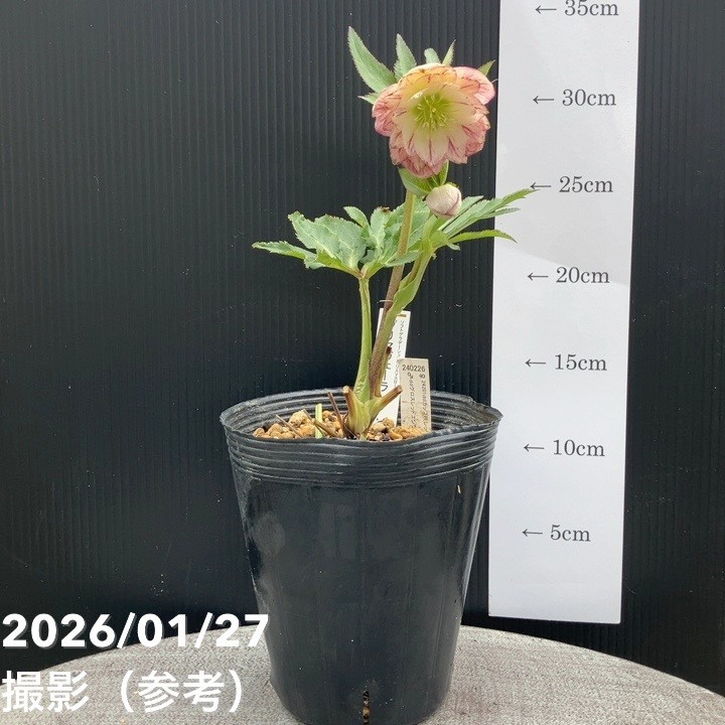 一点物】加藤農園 ソフトグラデーションクリスマスローズ