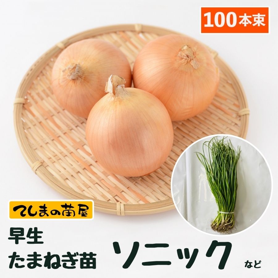 早生たまねぎ苗 抜き苗 約100本 ソニックまたは七宝 10月下旬～発送