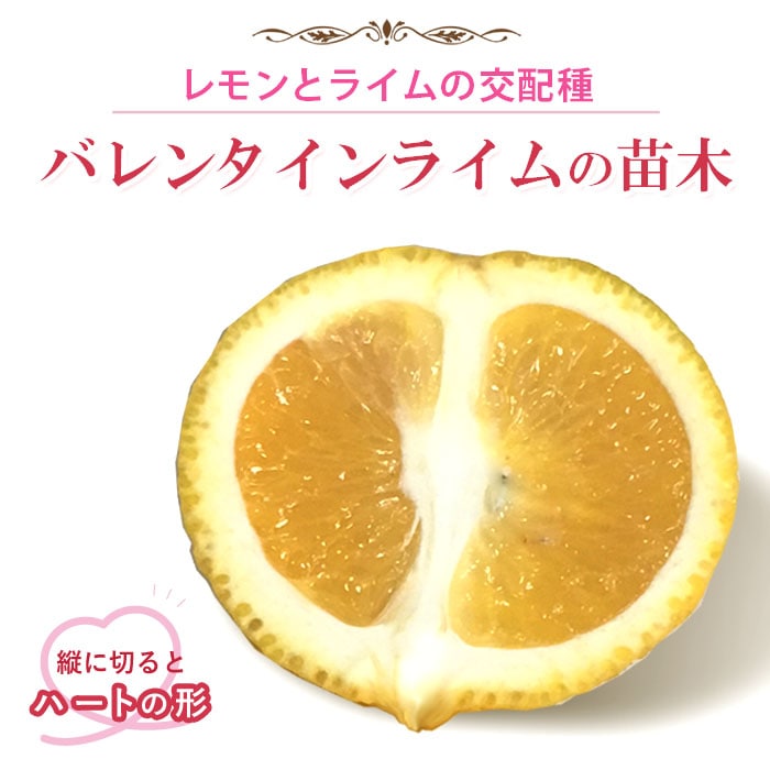 ライム 苗木 バレンタインライム 15cmポット 接木 自家結実性 lime