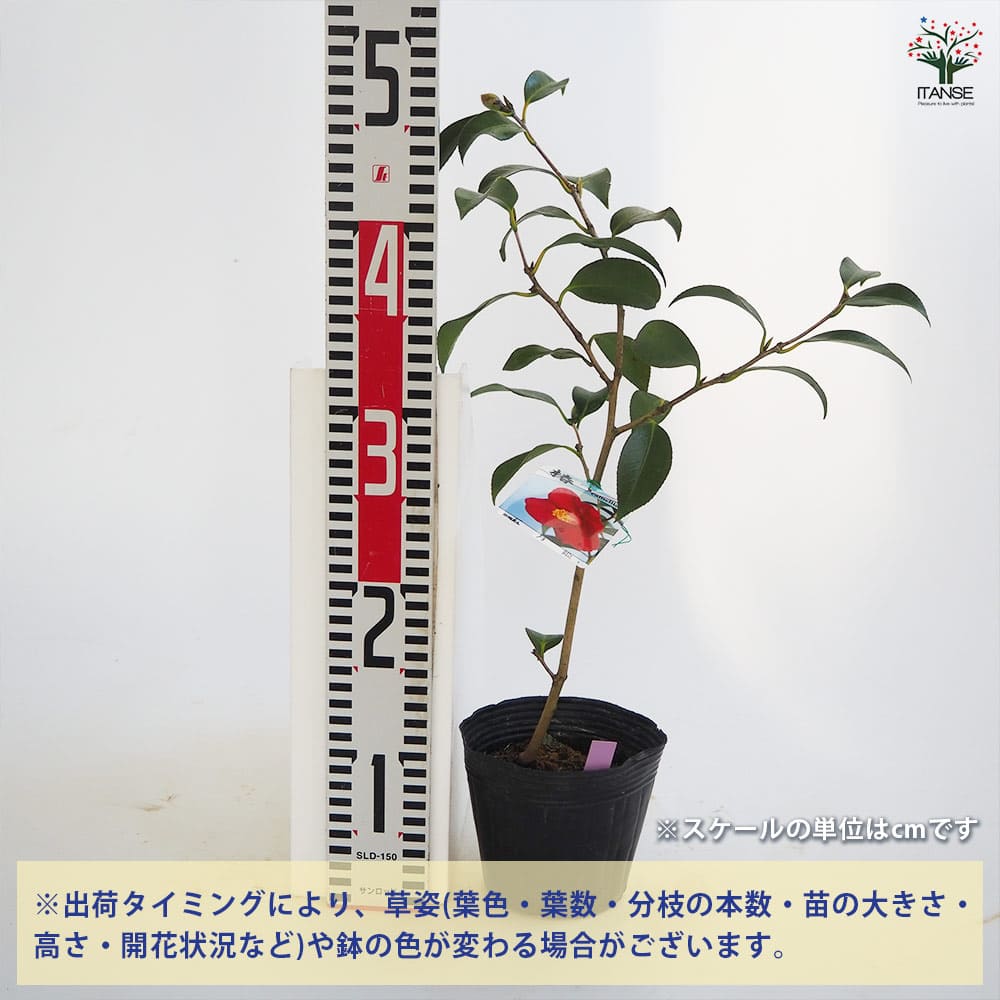 椿(ツバキ)の苗木 五月姫 【花木苗 4～4.5号／1個売り】｜ 【植物の