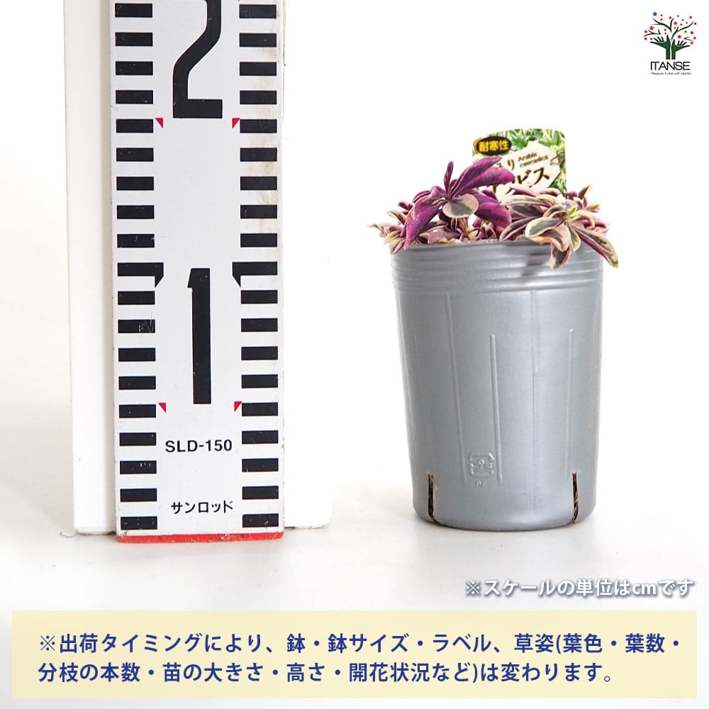 アラビス プロクレンス バリエガータ 【花苗 3号】｜ 【植物の