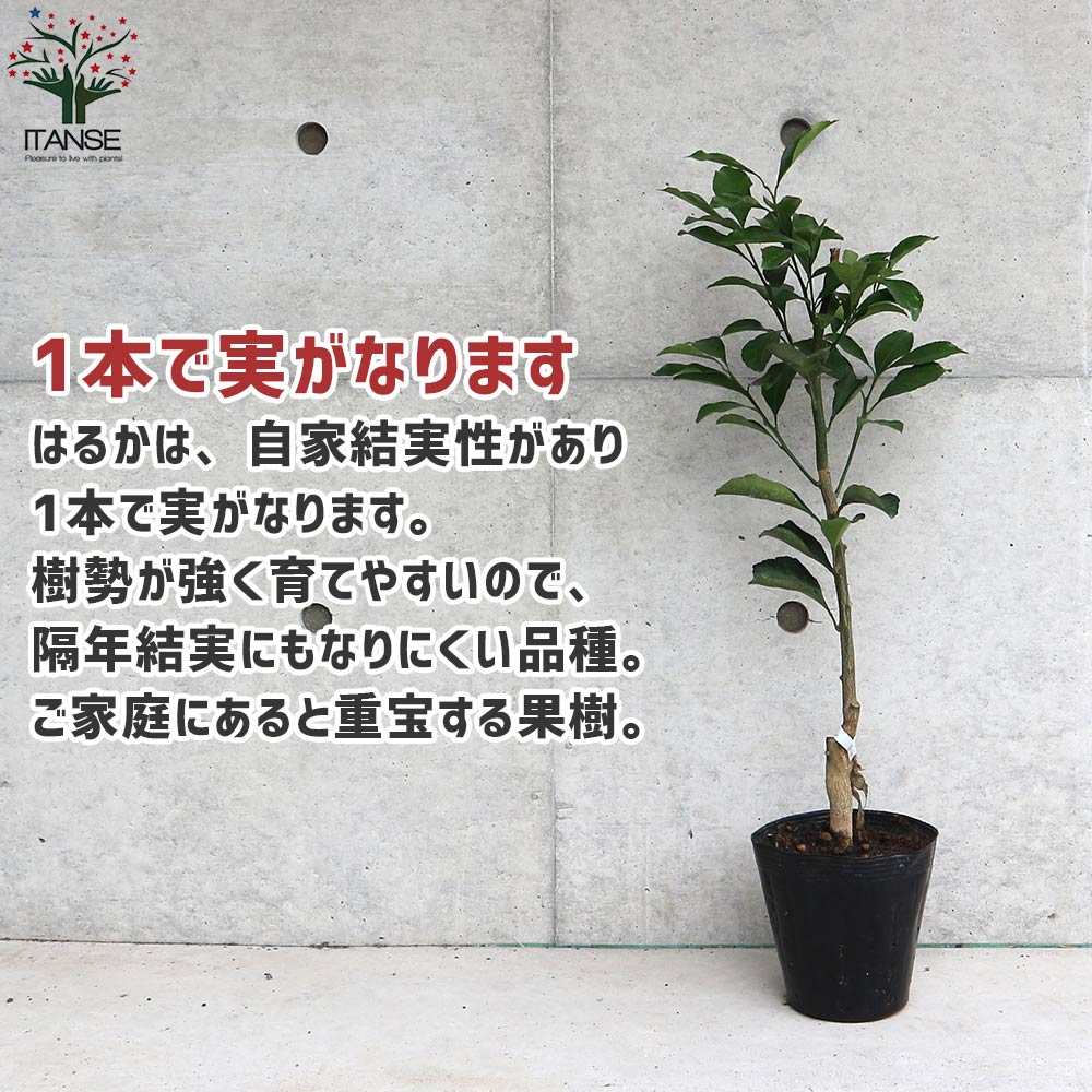みかんの苗 はるか【果樹の苗木 12～15cmポット 1～2年生 接木苗／1個