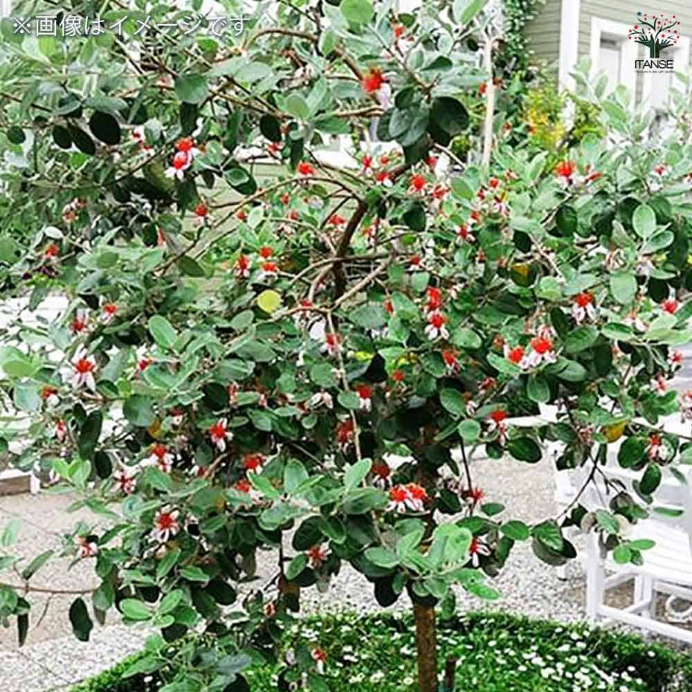 フェイジョア アポロ 【果樹の苗 10.5cm 1年生挿し木苗】｜ 【植物の