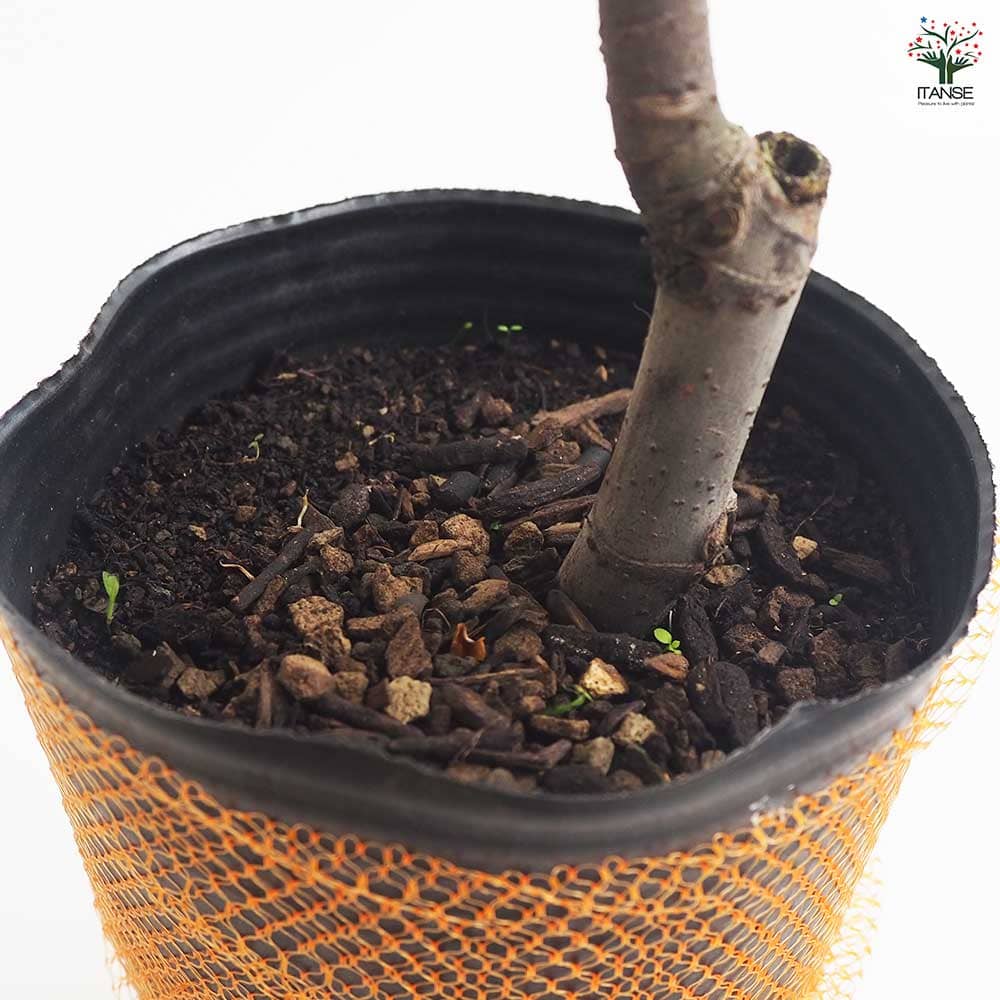 イチジク ジャンボイチジク 【果樹の苗木 4号／1個売り】｜ 【植物の