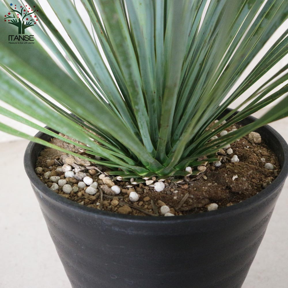 ユッカ・ロストラータ【観葉植物 10号鉢：リビングやオフィス向き