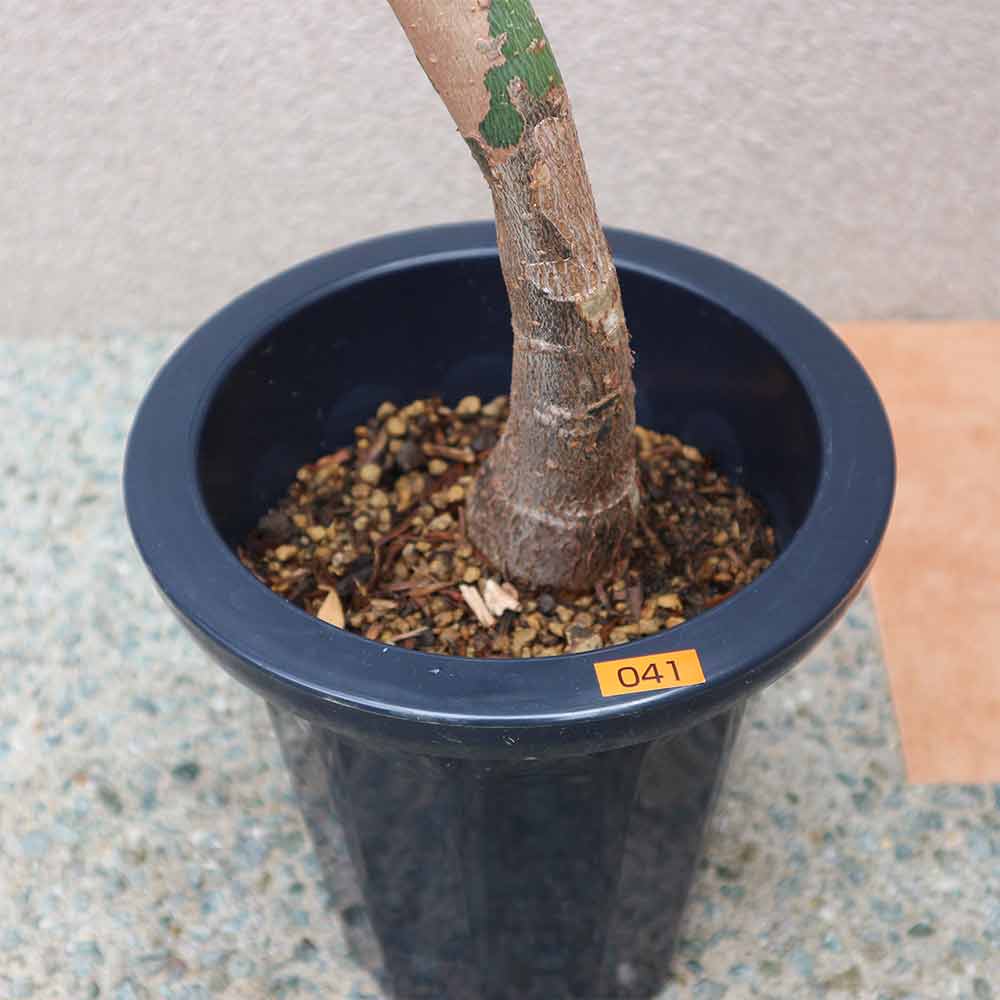 パキラ 曲がり1本立ち【大型 観葉植物 7号鉢／1個】｜ 【植物の