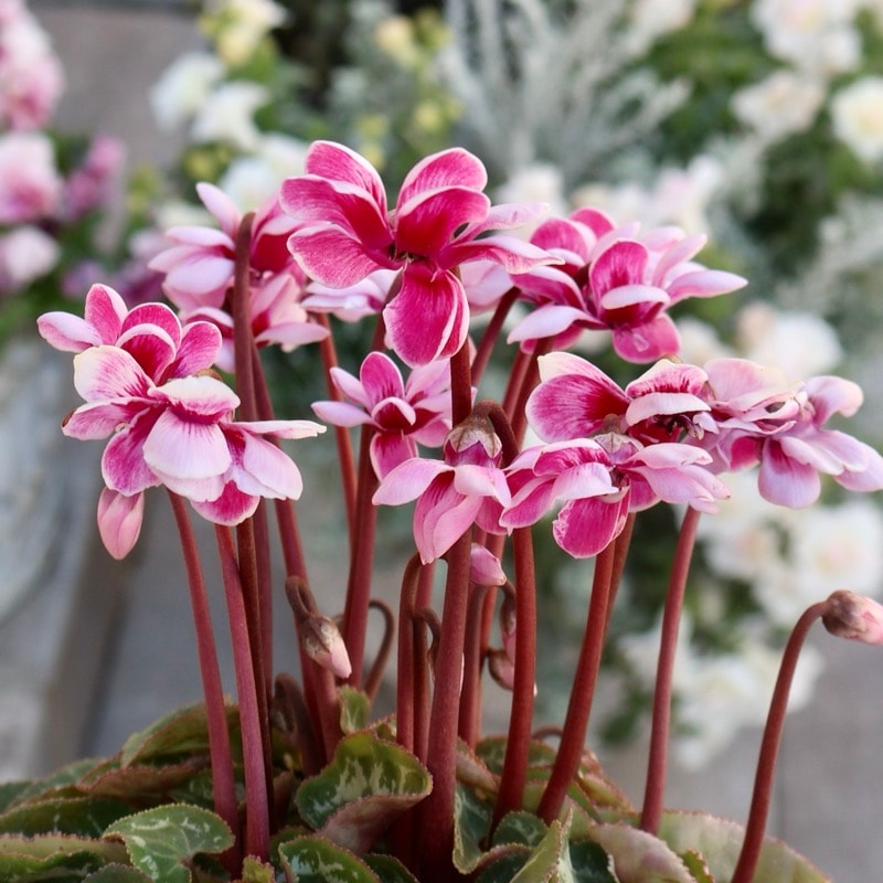 なおさん様 リクエスト 3点 まとめ商品 シクラメン ピポカ フェアリー