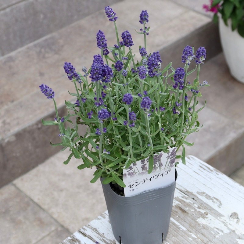 超良株!! 四季咲きイングリッシュラベンダー「センティヴィアブルー