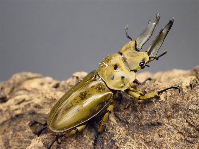 新成虫】モセリオウゴンオニクワガタ69mmペア | 外国産クワガタ 成虫