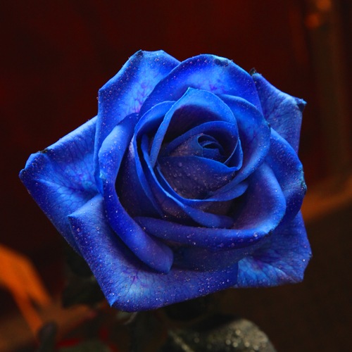 青いバラ15本とキラキラかすみ草のアレンジメント | バラ・生花,青い