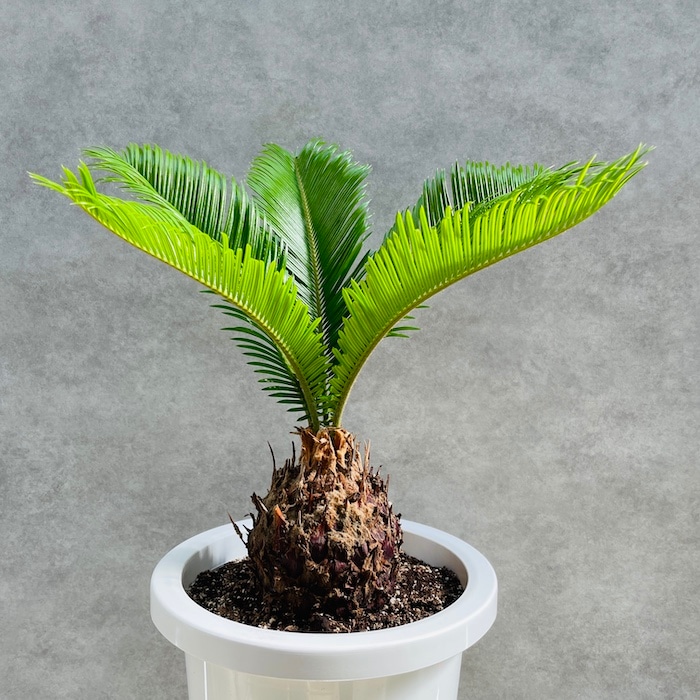 観葉植物 ソテツ 蘇鉄 8号鉢苗 大型種類 大きい 鉢植え 和風 和室 南国