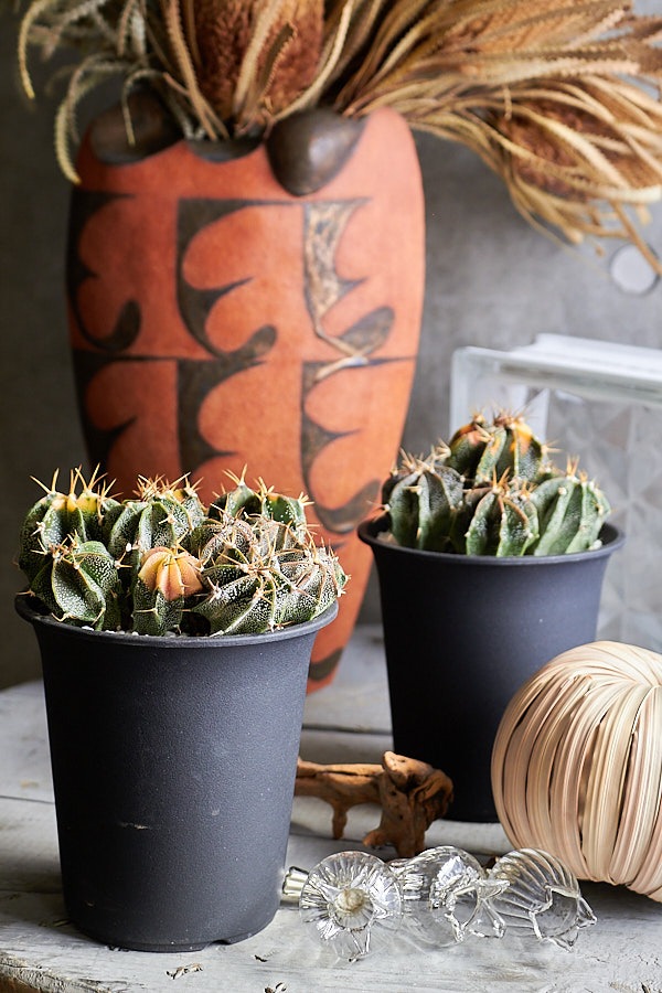 サボテン 般若 | サボテン・多肉植物 | NIKO FLOWERS+