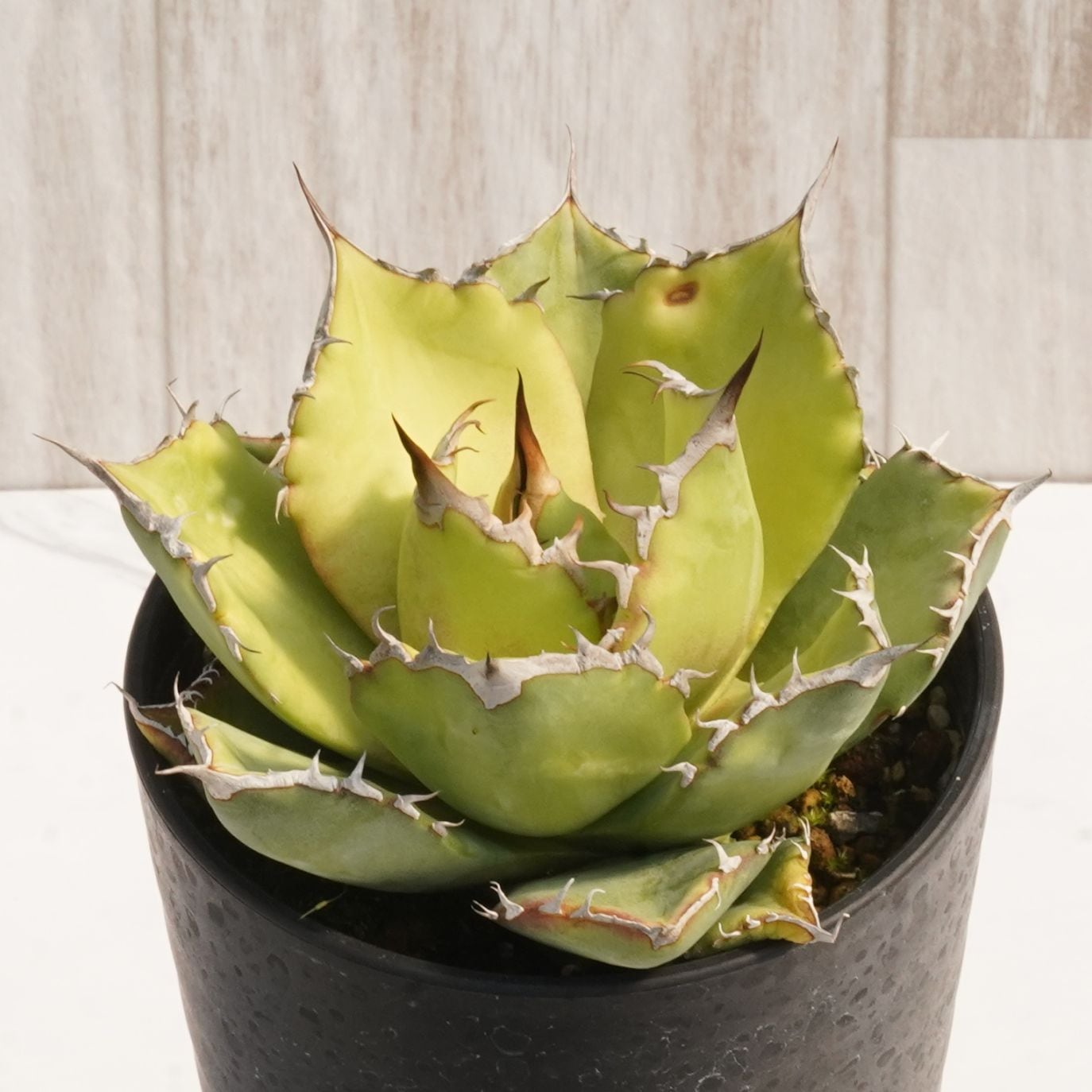 アガベ・チタノタ「猫爪（キャッツ・パウ）」 3.5号鉢 中株
