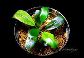 一点物 Bucephalandra sp. Super Mini Purple 2020.10 No.27 | 水草