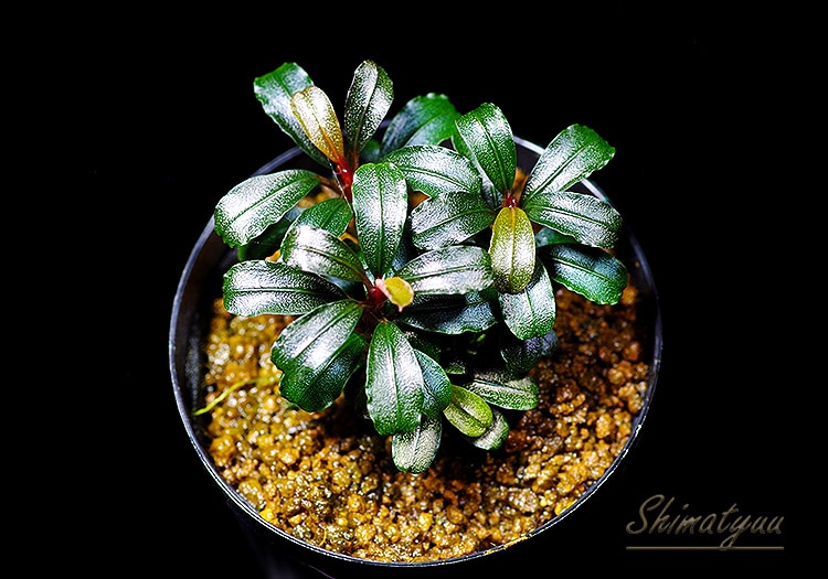 一点物 Bucephalandra sp. Penelope 大株 2020.10 No.51 | 水草・観葉