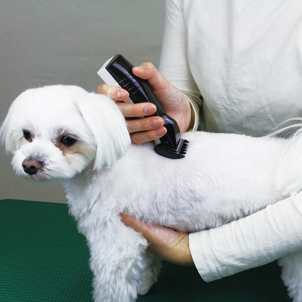 送料無料】メーカー欠品中 次回4月下旬入荷予定です ドギーマン ホーム