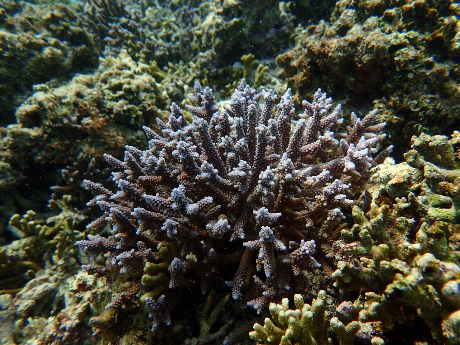 ソフトコーラル・LPS・SPSって？海水水槽で飼育するサンゴについて！