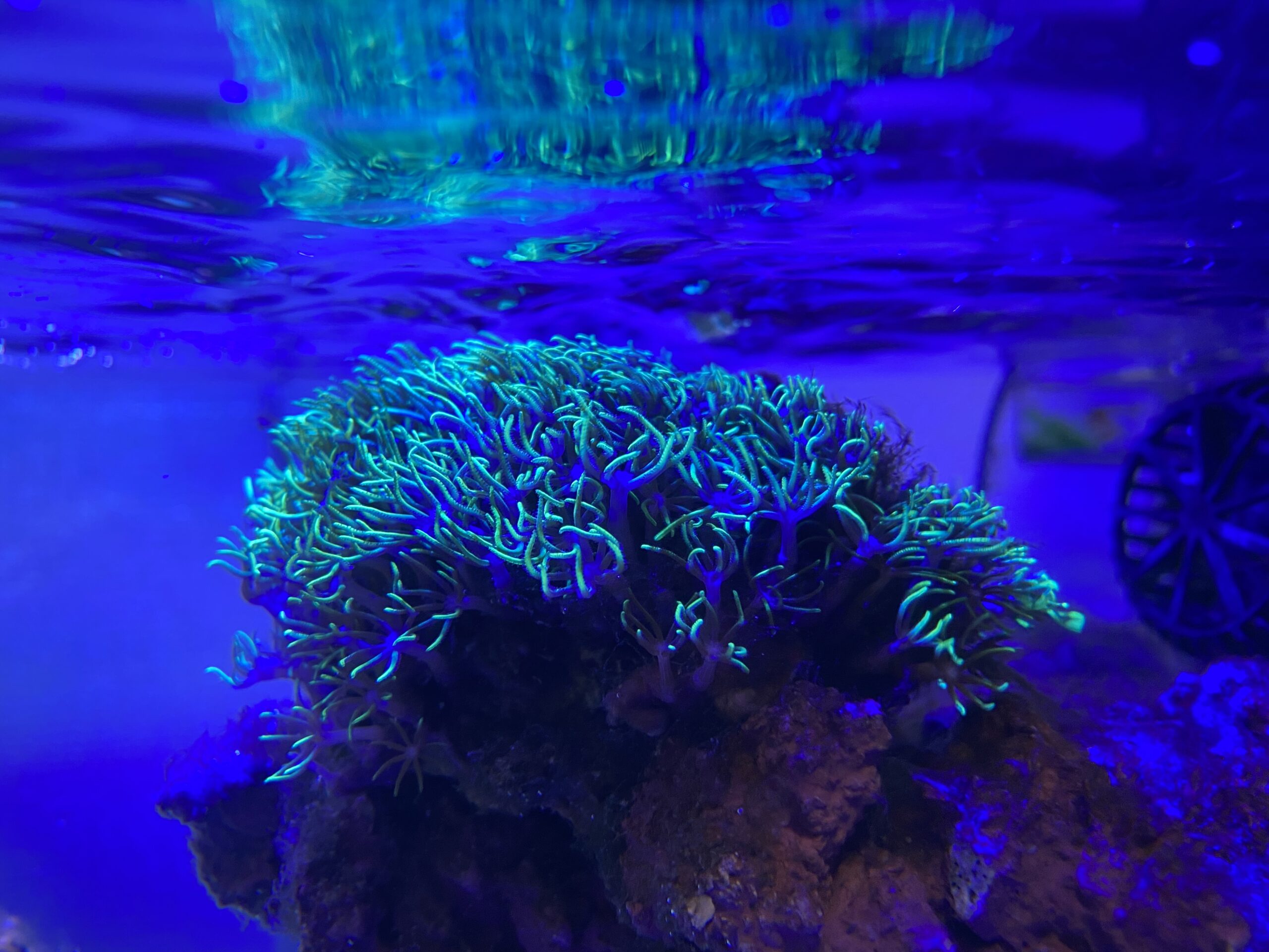 グラッシーレディオRX072eディープはサンゴの色揚げに最適！【レビュー】