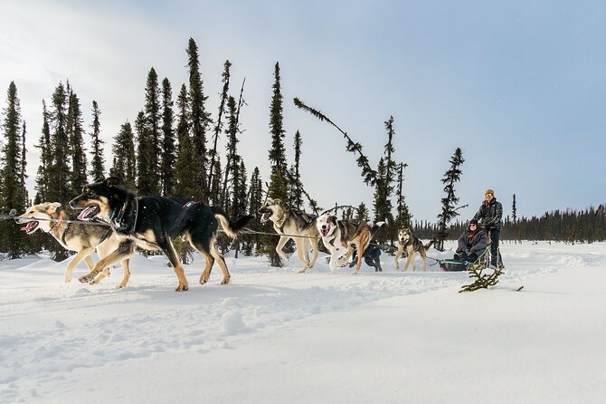 アラスカ小グループ犬ぞりツアー 2026 - アラスカ州