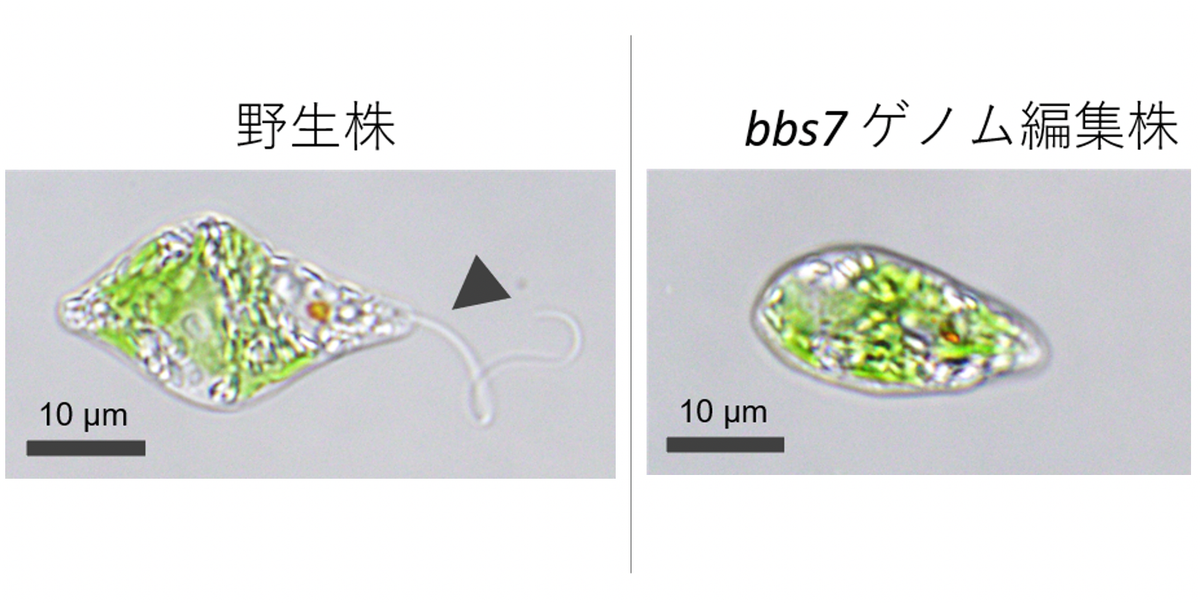 泳げないミドリムシ」開発で生産コスト減に期待。理研、ユーグレナが