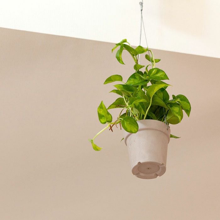 吊るすポトス『吊り下げ（ハンギング）鉢』｜予約受付：e花屋さん