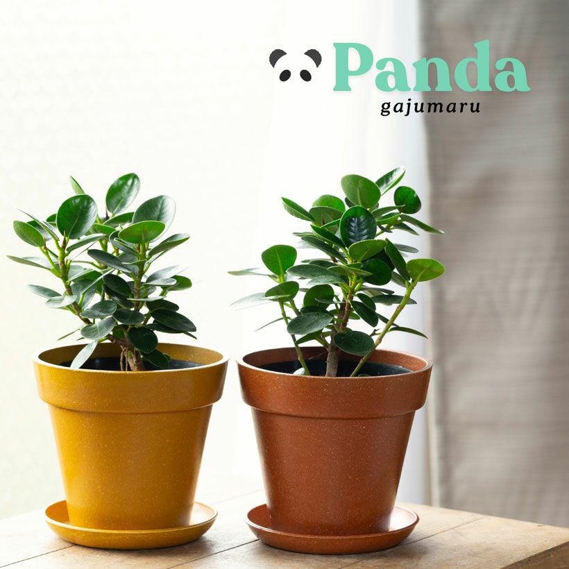 鉢が選べる】パンダガジュマル3.5号サイズ（育て方付き）