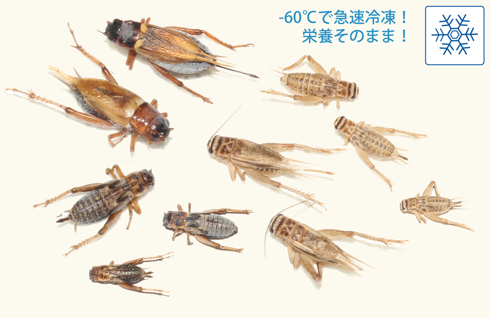 コオロギ・ワームの説明｜みとコオロギ