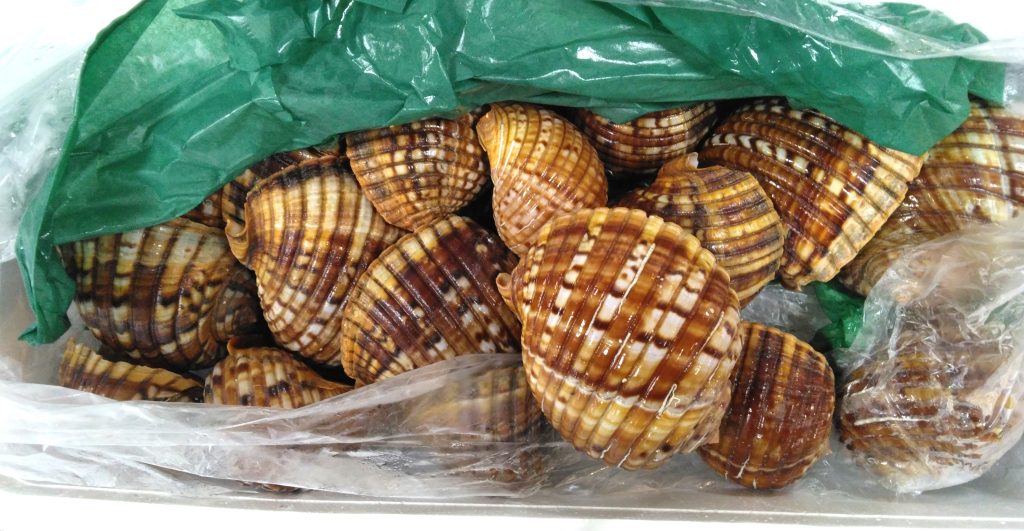 いかにも、な感じの怪しげな貝が登場。貝殻付きで刺身が出てきたら