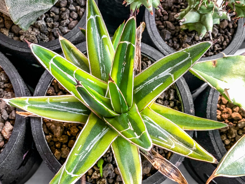 アガベ・笹の雪錦（黄覆輪斑）を1年8ヶ月ぶりに植え替えたッ！！ | も