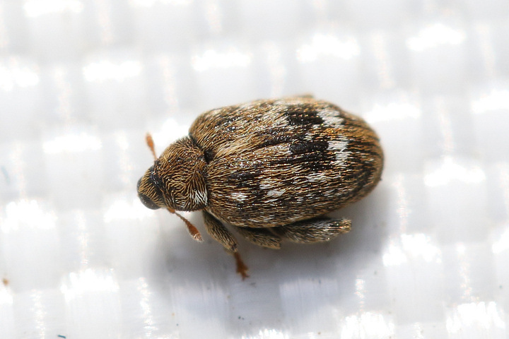 キンケノミゾウムシ